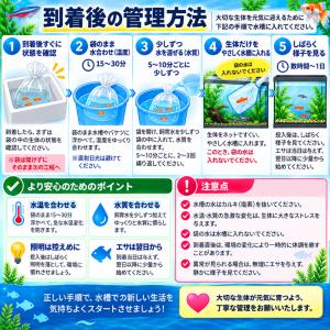 ミックス金魚 Sサイズ 約4-6cm 1匹 よ...の詳細画像3