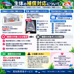 ミックス金魚 Sサイズ 約4-6cm 1匹 よ...の詳細画像4