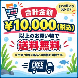ミックス金魚 Sサイズ 約4-6cm 1匹 よ...の詳細画像5