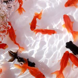 ミックス金魚 Sサイズ 約4-6cm 1匹 よ...の詳細画像2