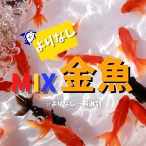 金魚）コメット Sサイズ 約6cm 1匹 ※カラー/ 雌雄の指定不可
