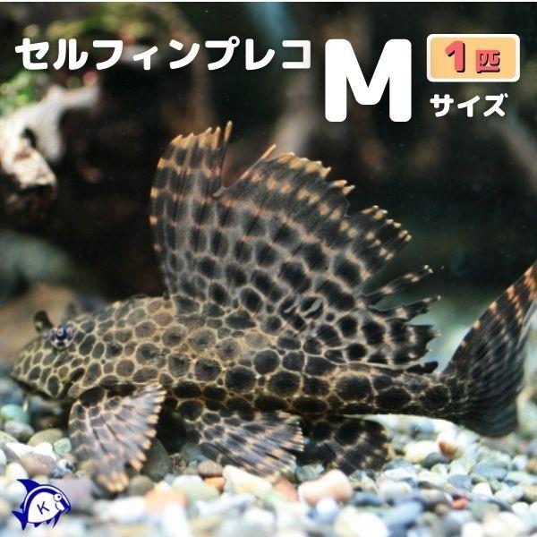 セルフィンプレコ　M　約7-10cm  ※雄雌のご指定不可