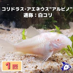 熱帯魚　コリドラス・アエネウス "アルビノ"　白コリ　1匹　※雄雌のご指定不可｜kotinettaigyo