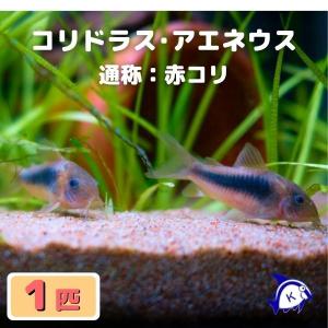 熱帯魚 コリドラス・アエネウス 赤コリ 1匹 ※...の商品画像