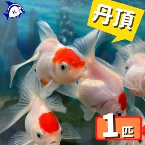 金魚 オランダ獅子頭（ししがしら） 更紗（サラサ） Sサイズ 約6cm 1