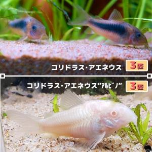 熱帯魚　コリドラス・アエネウス & コリドラス・アエネウス "アルビノ"　6匹セット（各3匹）　※雄雌のご指定不可　赤コリ　白コリ｜有限会社高知熱帯魚サービス