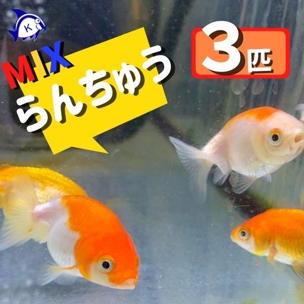 金魚　MIXらんちゅう　タイ産　Sサイズ　約3-5cm　3匹　色は来てからのお楽しみ　※カラー/ 雌...