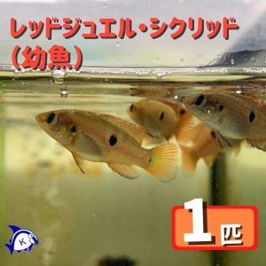 アフリカンシクリッド 餌の商品一覧 通販 Yahoo ショッピング