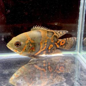（熱帯魚）タイガーオスカー　1匹　約5-10cm前後　※カラー/雌雄の指定不可　アストロノータス　アメリカンシクリッド