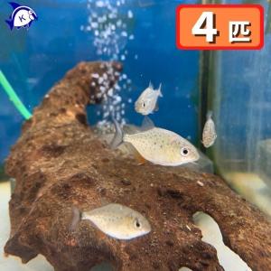 熱帯魚　ピラニア・ナッテリー　Sサイズ　4匹　※雄雌のご指定不可｜kotinettaigyo