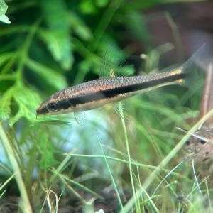 熱帯魚 サイアミーズ・フライングフォックス 1...の詳細画像2