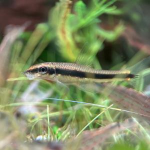熱帯魚 サイアミーズ・フライングフォックス 1...の詳細画像1