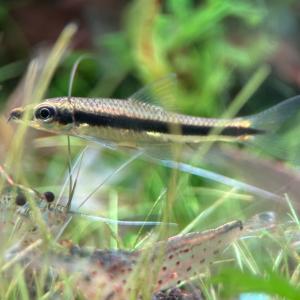 熱帯魚 サイアミーズ・フライングフォックス 1...の詳細画像3