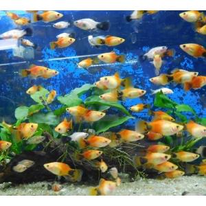 熱帯魚　各種プラティMIX　5匹　※カラー指定不可