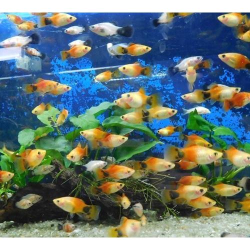 熱帯魚　各種プラティMIX　10匹　+1匹おまけ付　※カラー指定不可　ミックス　ワグプラティ