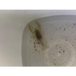 アメリカザリガニ 飼育 シュリンプ ザリガニ 甲殻類 の商品一覧 生き物 生体 ペット用品 生き物 通販 Yahoo ショッピング