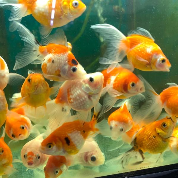 金魚　MIXピンポンパール　SM　3匹　※色の指定不可　生体