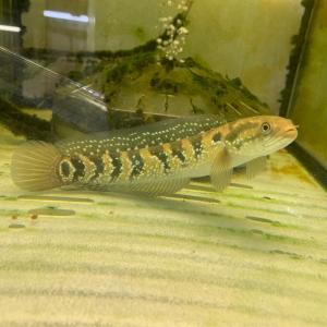 熱帯魚 チャンナ・マルリオイデス 1匹 約6cm バリト川産 ロイヤル