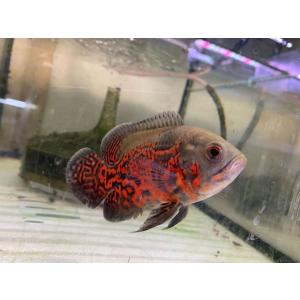 （熱帯魚）ルビーレッドオスカー　1匹　約7-10cm　※カラー/雌雄の指定不可　アストロノータス　ア...