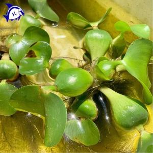 水草　ホテイアオイ　1点　浮き草　ホテイ草　めだかの産卵床