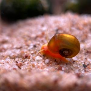 レッドラムズホーンのおすすめ人気商品一覧 通販 - Yahoo!ショッピング