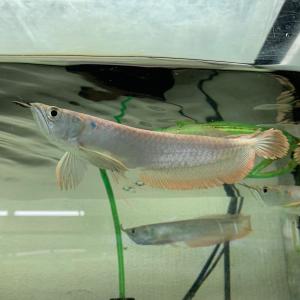 「決まりました」ポリプテルス・デルヘッジ2匹　18㎝前後　ロイヤルバンド　熱帯魚 ポリプテルス・デルヘッジ 8cm± 1匹 - 不二熱帯魚