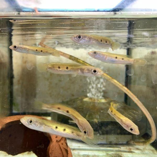 熱帯魚　フラワートーマン　1匹　SMサイズ　約6-10cm　オセレイト・スネークヘッド　※雄雌のご指...