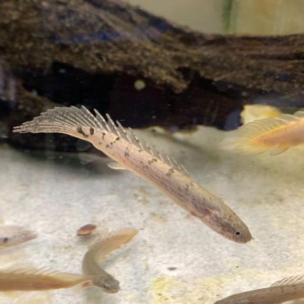 熱帯魚　ポリプテルス・デルヘッジ　SM　約5-10cm　※雄雌のご指定不可　古代魚　大型魚