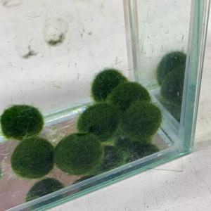 まりも様 ❇ 専用 マリモSサイズ単品（1個）（サイズ直径約10mm) | 流木専門店の