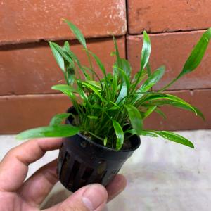 水草　クリプトコリネ　4種 水草 クリプトコリネ 4種MIX 各3株 ウェンティグリーン