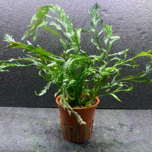 水草 ブセファランドラ SP. クダガン 1株 流木付き 約5cm〜15cm