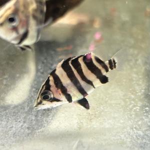 熱帯魚 レッドテールキャットフィッシュ ベビー 約5-10cm± ※雄雌のご