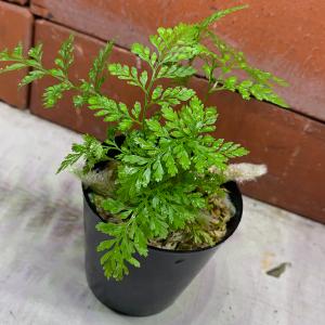 石化トキワシノブ 猫の手 9cmポット 綴化 子猫 古典植物 シダ植物 山