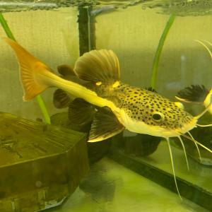 熱帯魚 レッドテールキャットフィッシュ ベビー 約5-10cm± ※雄雌のご