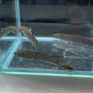 熱帯魚 ポリプテルス・セネガルス Sサイズ ※雄雌のご指定不可 古代魚