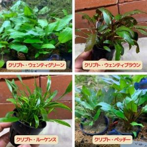 チャーム（charm） （水草）ホシクサsp．クチ（水中葉）（無農薬