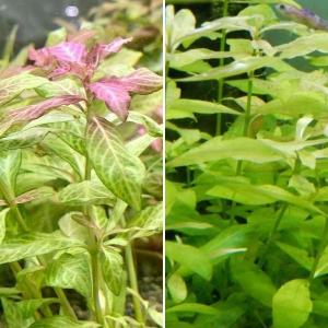 ブセファランドラ Bucephalandra sp. KIR ROYAL流木付き : Fairy