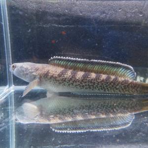 熱帯魚 チャンナ・マルリオイデス 1匹 約6cm バリト川産 ロイヤル 