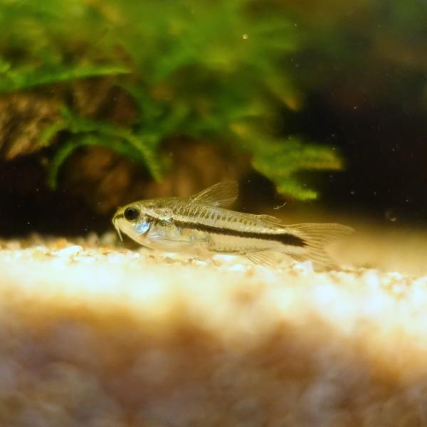 熱帯魚　コリドラス・ピグミー　5匹　※雄雌のご指定不可　生体