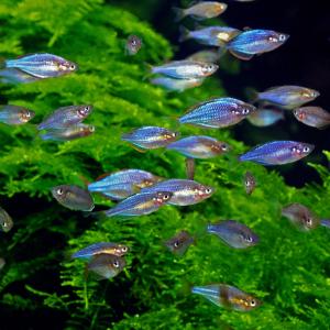 カラフルな熱帯魚　心がなごみます 熱帯魚 ネオンドワーフ・レインボー 5匹 ※雄雌のご指定不可 生体