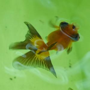 金魚　MIX蝶尾　約5-8cm前後　1匹　※カラー/ 雌雄の指定不可｜kotinettaigyo