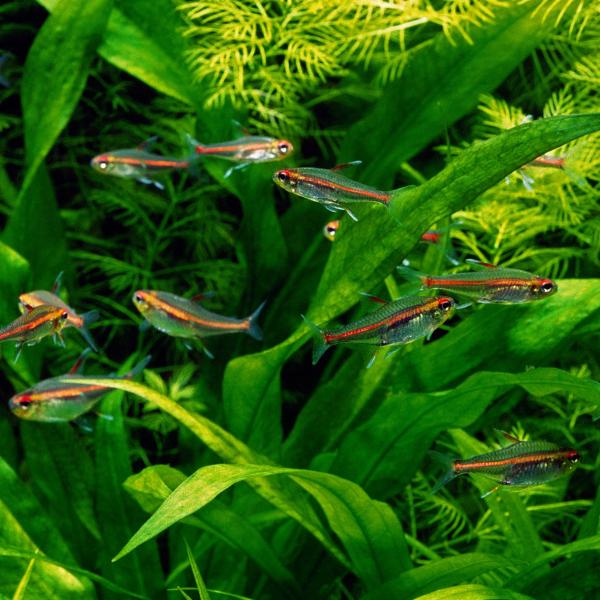 熱帯魚　グローライトテトラ　S-Mサイズ　10匹　雌雄指定不可