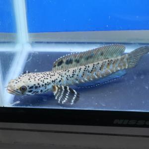 熱帯魚 チャンナ・マルリオイデス 1匹 約6cm バリト川産 ロイヤル
