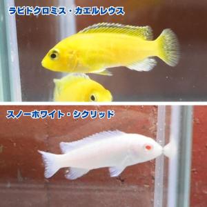 熱帯魚 スノーホワイトシクリッド 3匹 ※カラー/雌雄の指定不可