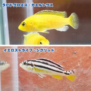 熱帯魚 ラビドクロミス・カエルレウス イエローシクリッド 3匹 ※カラー