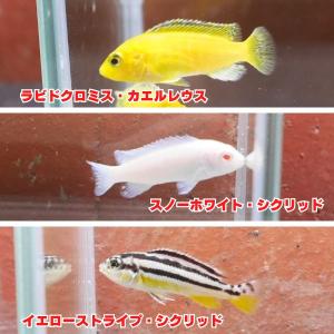 熱帯魚 ラビドクロミス・カエルレウス イエローシクリッド 3匹 ※カラー