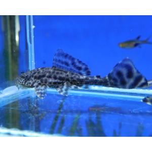 熱帯魚 ヒポプレコ S 3匹 約5-10cm ※雄雌のご指定不可 サッカープレコ