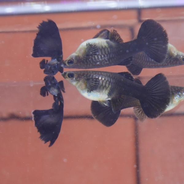 国産　フルブラックグッピー　１ペア（2匹）　熱帯魚　生体　雌雄
