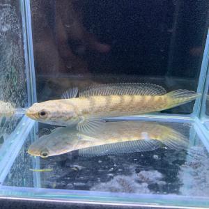 熱帯魚 チャンナ・マルリオイデス 1匹 約6cm バリト川産 ロイヤル