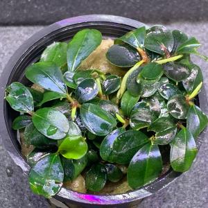 ※専用セット　ブセファランドラ【ティアグリーン】 楽天市場】（水草）ブセファランドラsp．ティアグリーン